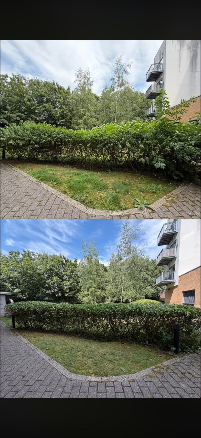 Before-and-after views show hedges cut back and shaped around shared garden space.