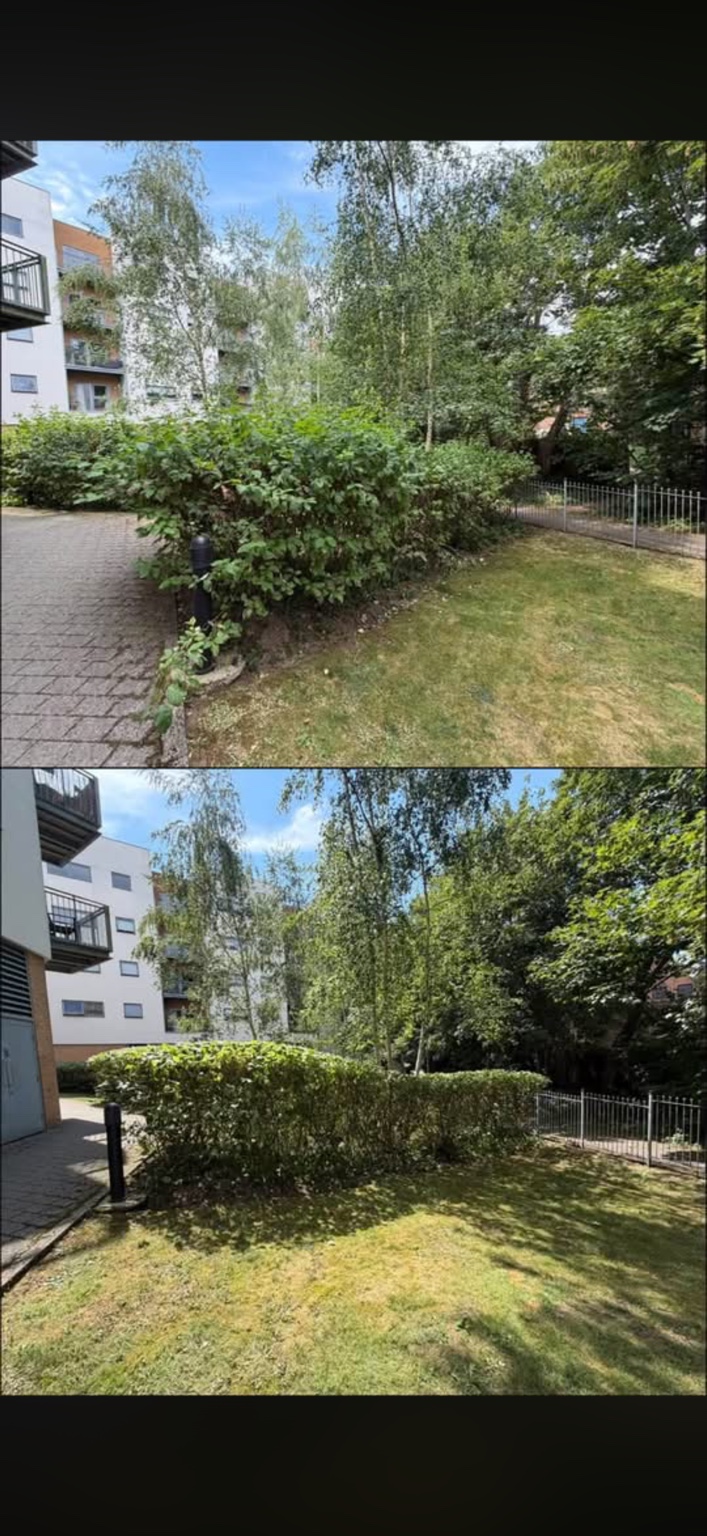 Overgrown shrubs reduced to give the communal lawn a clearer boundary.