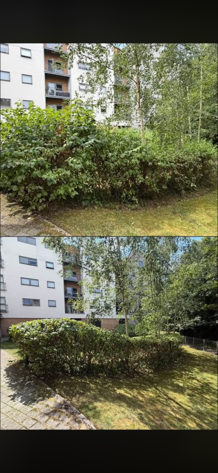 Shrub reduction reveals the bed edge and creates a more manageable outline.